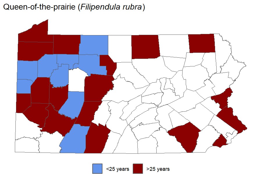 Queen-of-the-prairie"